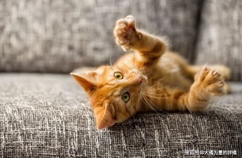 家里有沙发的,可别让猫咪糟蹋了,用这6种方法制止,爱猫不生气