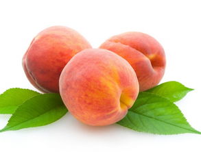 桃子的成熟期是几月 桃子哪个季节成熟