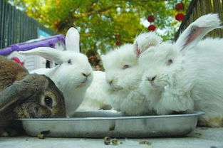 兔子为什么不喝水,兔子为什么不喝水还能有尿