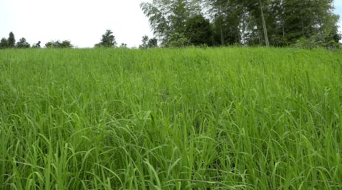 我们丰收了 割稻子啦 瑶乡高山红米旱稻成熟