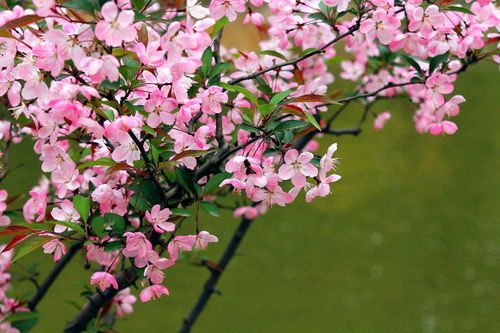 4月赏花手册,喜欢花的朋友不要错过