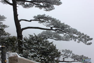 雪里雾里黄山松