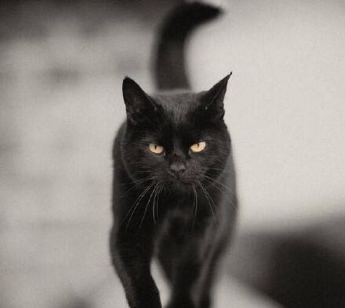 为什么都说养黑猫好 这6个好处,不是人人都能体会到的