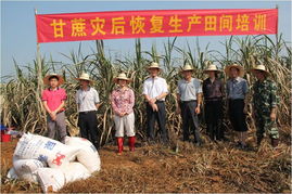 临沧永德：甘蔗产业创新发展，蔗农享受美好生活