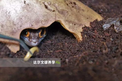 红眼鹰蜥 它是不是更像驯龙高手里的无牙仔 一个爬宠界的戏精