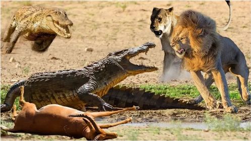 面对鳄鱼时,鳄鱼和狮子的超强实力 ,鳄鱼与狮子之间的战斗 