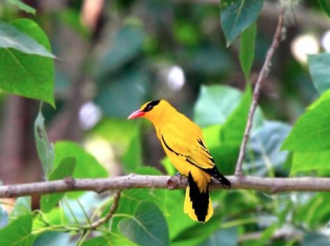 怎么挑选黄鹂鸟 是树栖鸟极少在地面活动