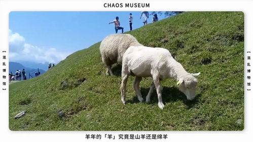 人类究竟对绵羊做了什么丨混乱博物馆