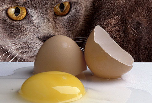 千万不能让猫咪吃的14种食物 谨记 后果十分严重 
