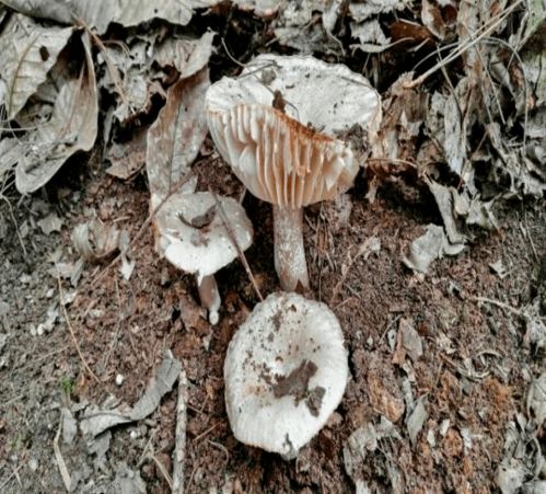 蘑菇新闻(蘑菇fun)