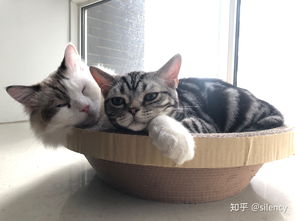 养两只公猫会打架吗,家里的猫一岁,小猫三个月 