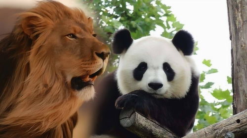 老虎狮子处食物链顶端,为啥不敢吃大熊猫 熊猫 真当我吃素 
