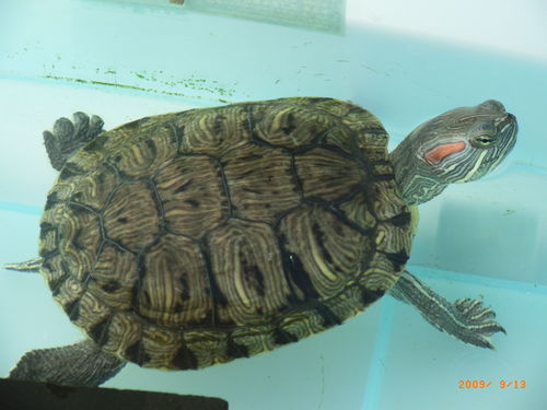 这是什么乌龟什么种类,是陆龟还是水龟 