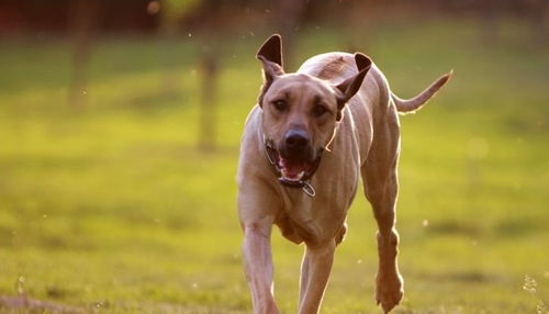 三只猎犬顶一只狮子,非洲猎狮犬名不虚传