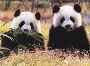 暑期最后一期啦 8月26日,杭州野生动物园亲子游 