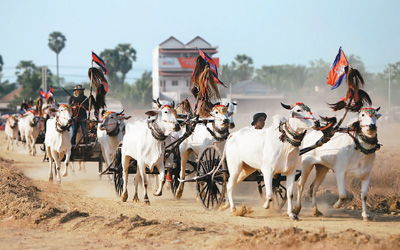 柬埔寨 赶牛车 迎新年 环球掠影 