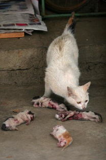 昆明四只小猫被虐待致死 陈尸母猫面前 