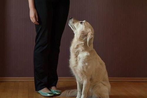 二分钟告诉你 如何训练狗狗坐下