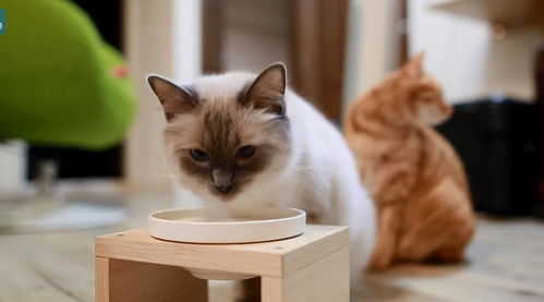 猫咪不爱喝水是个大问题,4个小方法让你的猫咪爱上喝水