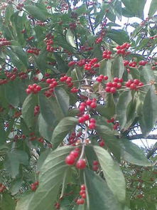 请问这种长满红色小果的树叫什么名字 