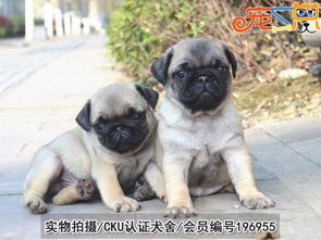 广州哪里买巴哥犬好 首选广州正规狗场 健康有保障