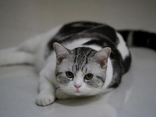 世界上最好养的猫 美短