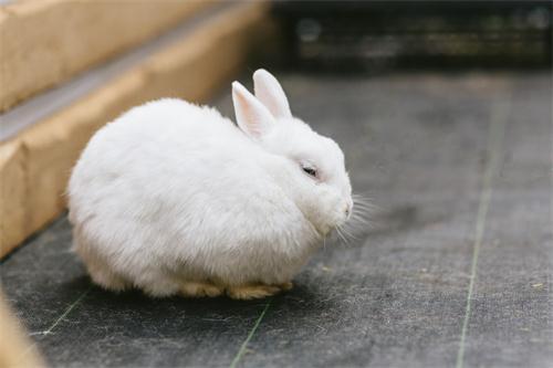 家有萌兔 兔子拉肚子的大便稀,兔子大便稀怎么处理