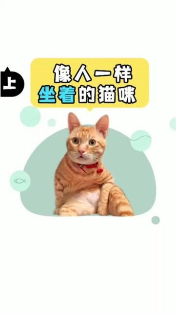 难道这就是传说中的猫精 