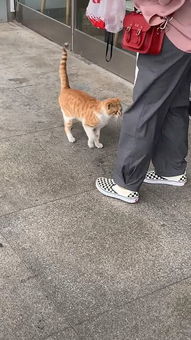 流浪猫站在快餐店门口,出来一个人就围上去,猫 给口吃的,好吗