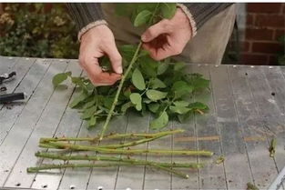 她把这个丢进花盆,植物不发黄不干枯多养好几年