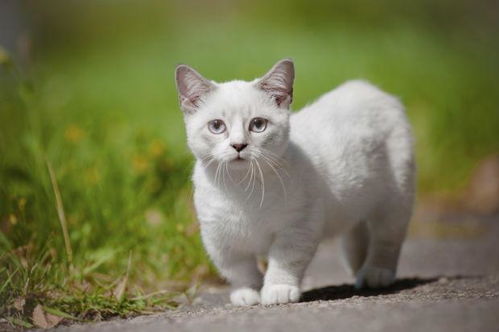 曼基康矮脚猫,曼基康矮脚猫价格