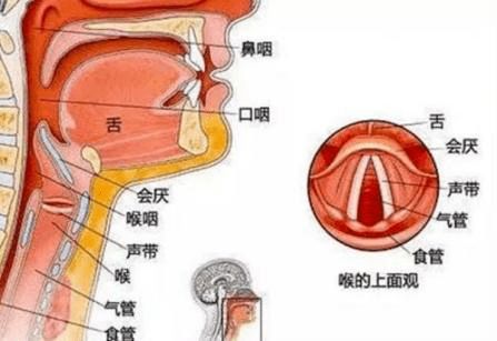 罗汉豆呛进气管三天 萧山老人差点命悬一线,这个潜在危险一定要当心