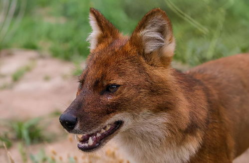西藏雅鲁藏布大峡谷发现豺,像狐又像狼,传说能杀死老虎
