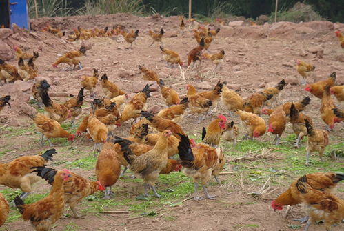 养鸡赔了钱 哪里出了问题 农民夫妇一只鸡纯挣70元,门道在哪