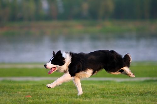 边牧幼犬吃得少会怎么样(边牧吃的很少)