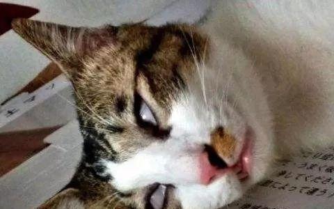 据说一只猫在做梦的时候, 睡姿就相当的不像话了