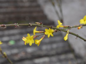 农历1月出生属猪人命好吗