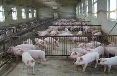 海沧2021年母猪价格行情预测 养猪行情预测