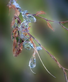 飞雪迎春到——探寻寒冬中的春天密码，什么飞雪迎春到什么犹有花枝俏