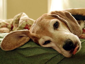 狗狗有哮喘病该怎么治疗