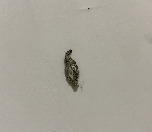 这种爬在房间墙上的是什么虫 