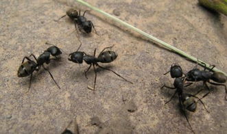 蚂蚁有什么危害 