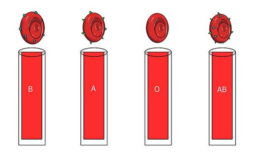 A型血 B型血 O型血和AB型血,各有何特点 不妨了解下