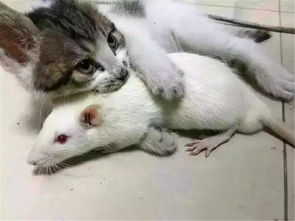 学医男友买只小白鼠解剖,一不留神被猫看见了,然后它们恋爱了