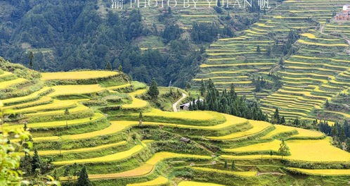 贵州大山中发现大片金黄梯田,山上是苗寨山下是梯田,极为壮观