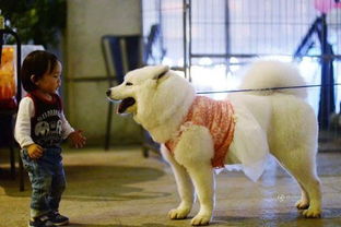 上海哪里是最大的卖狗狗的宠物市场 