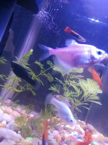 请问这条黑色和白色的鱼叫什么名字 求解 