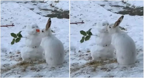 网友拍到雪人被兔子亲亲的一幕,实则是兔兔在啃雪人的胡萝卜鼻子