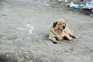 中国本土犬品种大全 