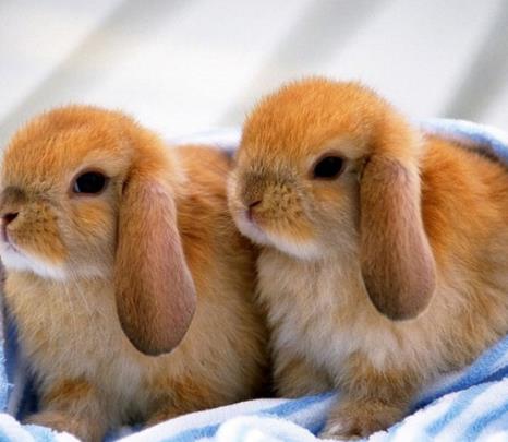 荷兰垂耳兔多少钱一只图片